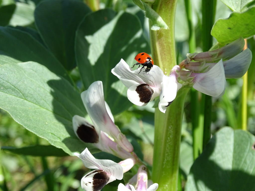 Ladybug on Flower